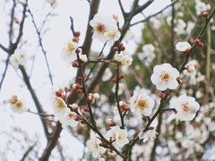 -香雪海