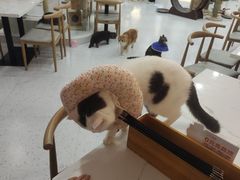 -喵园·猫主题咖啡厅·撸猫·猫咖(国贸店)