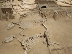 -洛阳周王城天子驾六博物馆