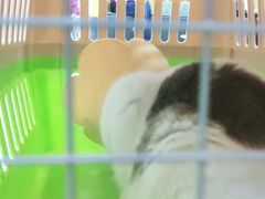 -美联众合动物医院·24h京西诊疗中心