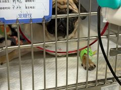 -美联众合动物医院·24h转诊中心