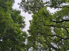 -橘子洲景区