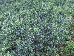 -金谷域澳洲庄园