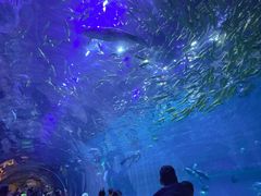 -华夏文旅海洋公园