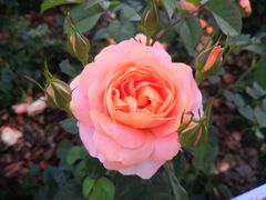 -深圳国际园林花卉博览园