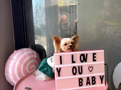 -百好乐宠物友好餐厅(朝外大街店)