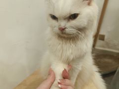 -楼上猫咖(罗湖店)