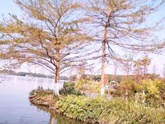 -海珠湖公园