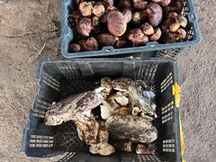 -云南木水花野生菌交易中心