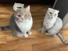 -关爱宠物医院·猫科中心·消化科(滨湖万达分院)