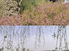 -莫愁湖公园