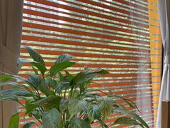 -丹楓雨露(乐基广场店)