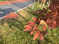 -大兴滨河森林公园