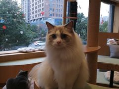 -CAT’S MEWSTAR CAFE·喵星球猫屋(晴湾咖啡店)