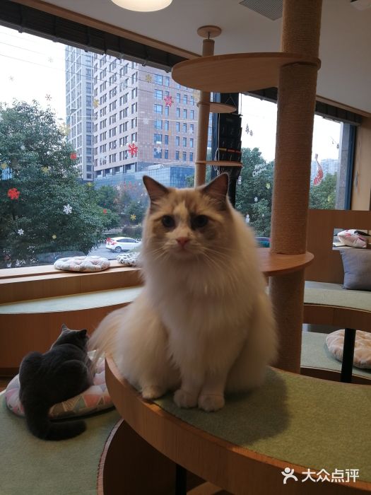 CAT’S MEWSTAR CAFE·喵星球猫屋(晴湾咖啡店)图片