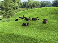 -万柳高尔夫俱乐部