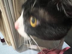 -中农国际动物医院24小时·猫科·骨科·急重症中心