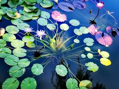 -国家植物园南园