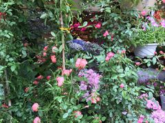 -桂林市花鸟市场