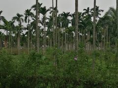 -红色娘子军纪念园