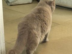 -刘老虎肉丸糊辣汤(总店)