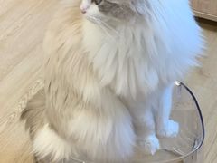 -有喵·猫咖·狗咖·30几只猫10只小狗(岗厦店)