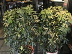 -阿洪锅贴王(小吃城店)