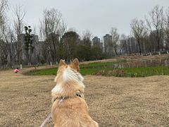 -洋湖国家湿地公园