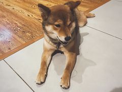 -柴务处·柴犬主题狗咖