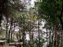 -铁山坪森林公园