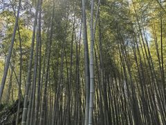 -镇江市南山风景名胜区竹林景区