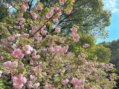 -上海佘山国家森林公园天马山园