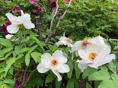 -龙华素斋(龙华路店)