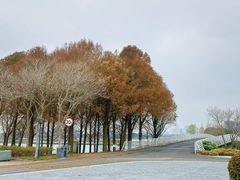 -贡湖湾湿地公园
