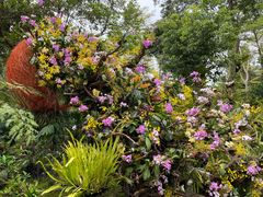 -深圳仙湖植物园