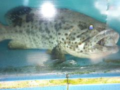 野生大斑-浪琴湾尾角仔海鲜坊