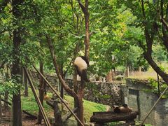 -都江堰中华大熊猫苑