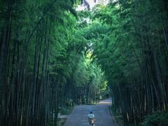 -蜀南竹海景区