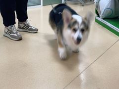 -小叮当动物医院·骨科·眼科