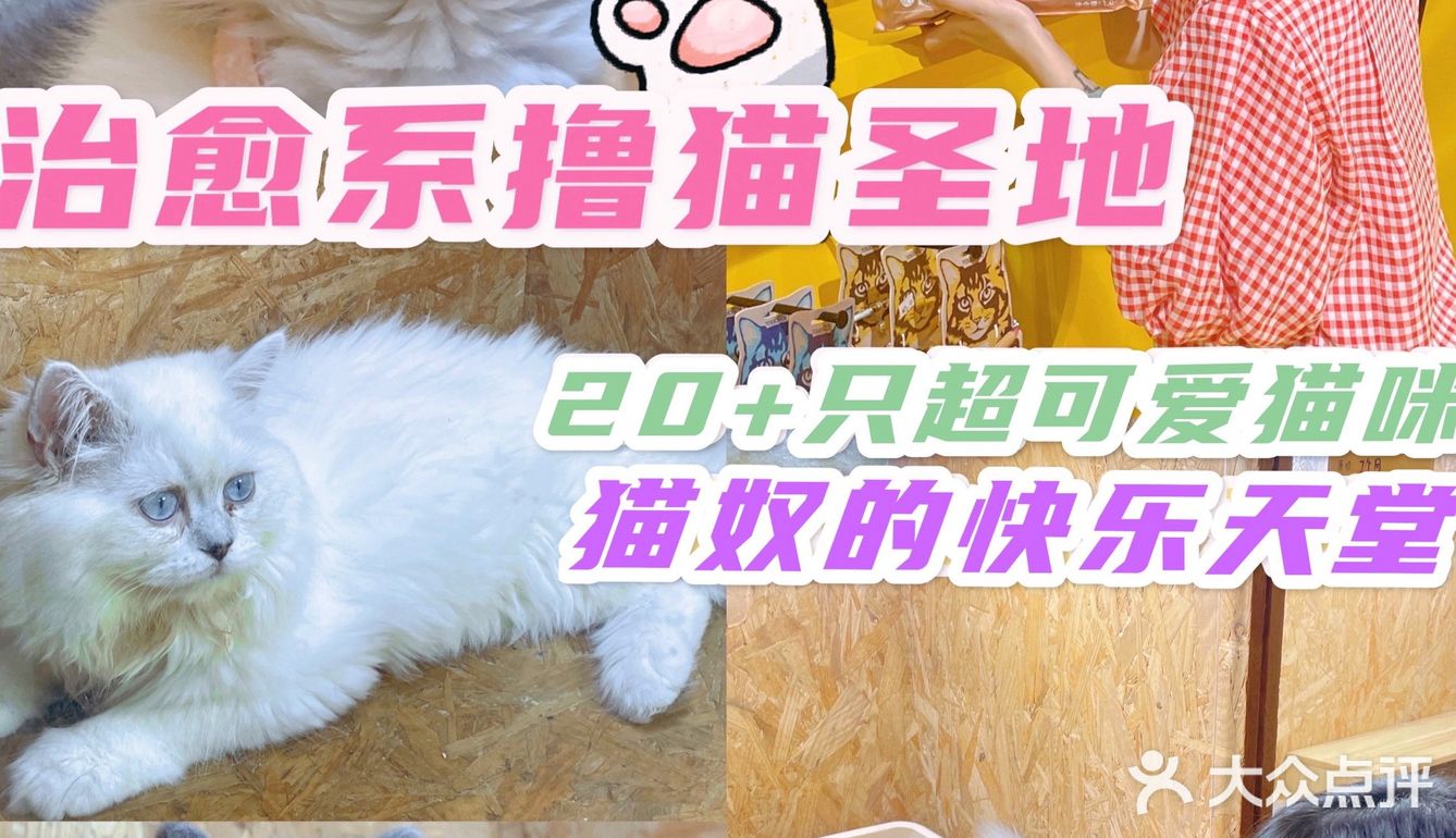 广州撸猫圣地好去处🐈 MOYOMA 摸幺喵来啦‼️