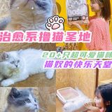 广州撸猫圣地好去处🐈 MOYOMA 摸幺喵来啦‼️