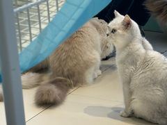-怪兽屋·羊驼·猫咖·狗咖(俊华广场店)