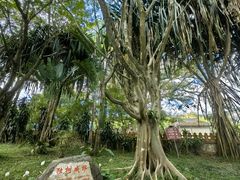 -瑞丽独树成林风景区