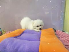 -龟与熊猫宠物公园(南坪店)