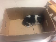 -佳雯宠物医院(四明中路分院)