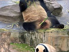 -上海野生动物园