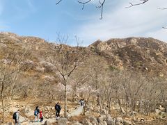 -大岭沟猕猴桃谷风景区