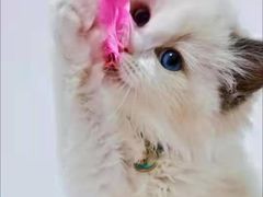 -客栈猫舍(中央北路店)