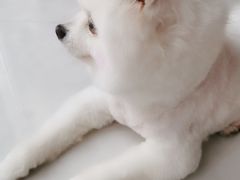 -宠福鑫康馨动物医院·骨科·眼科