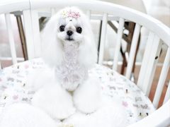 -鑫艺宠物美容培训学校